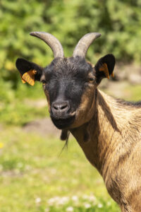 Spechtenest_afbeelding053